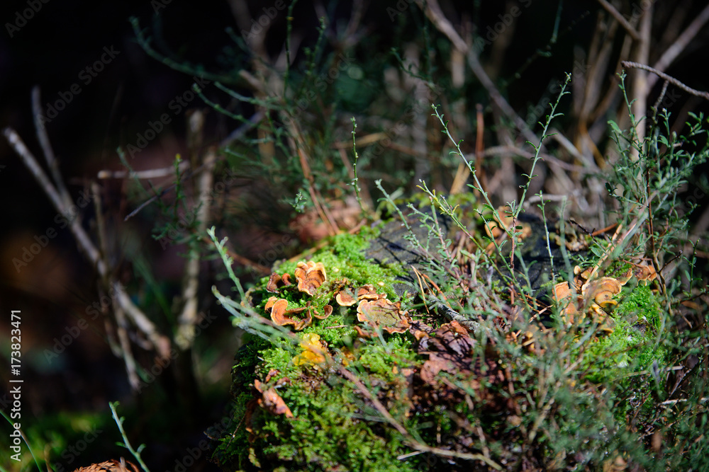 lichen flower in forest