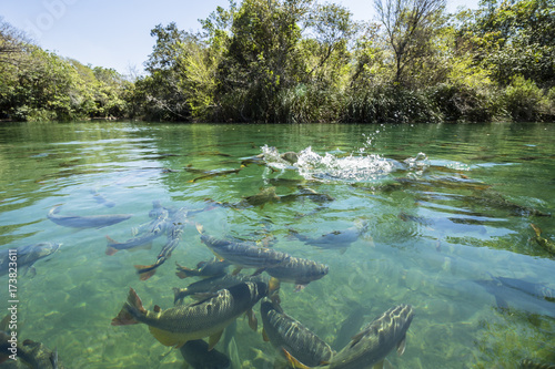 Big fishes in cristal clear water river