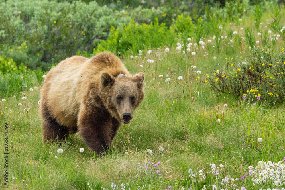 Fototapeta premium Grizzlybär am Icefields Parksway, Banff Nationalpark, Alberta, Kanada