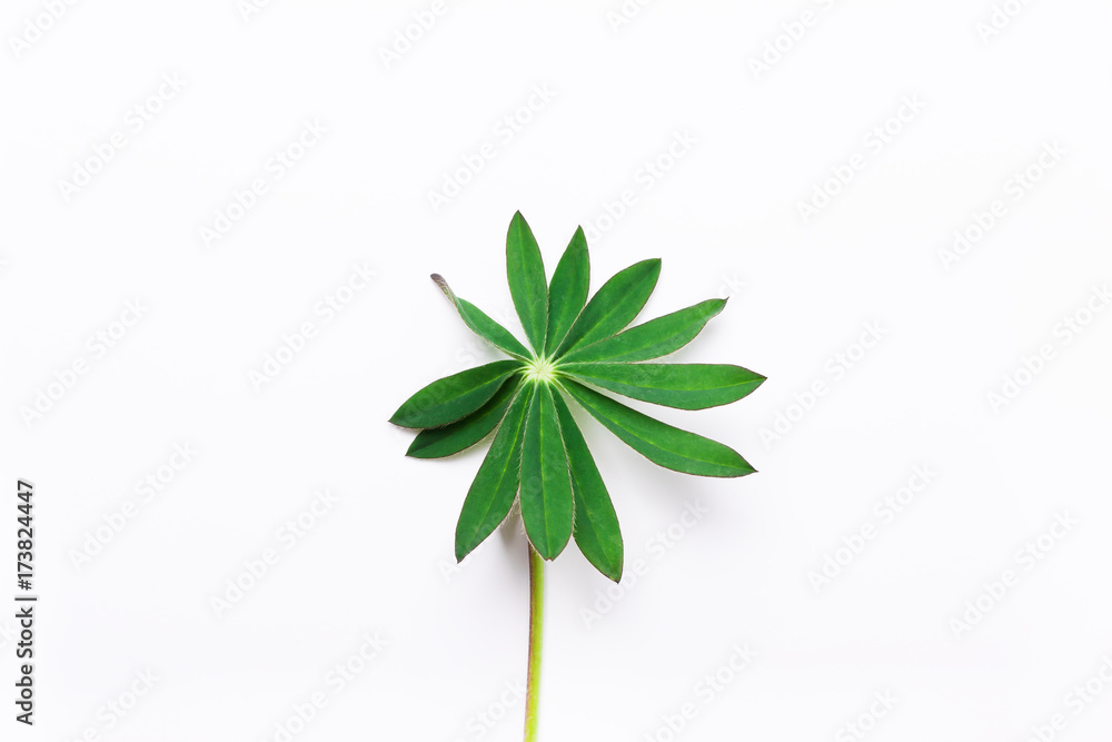 Leaf, green flower on a white background.. Minimalistic natural concept. Leaf, green flower on a white background.. Minimalistic natural concept.