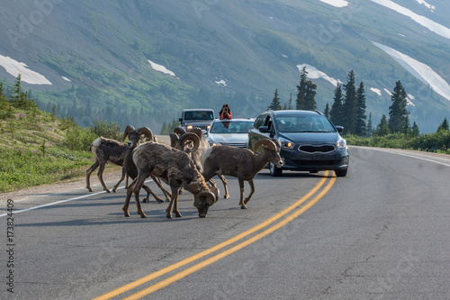 Bighornschaf Herde am Icefields Parksway  Banff Nationalpark  Alberta  Kanada