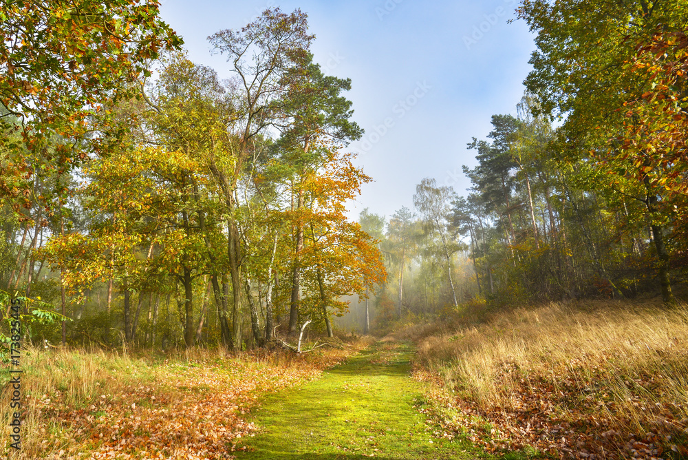 Waldweg durch den Mischwald im Herbst