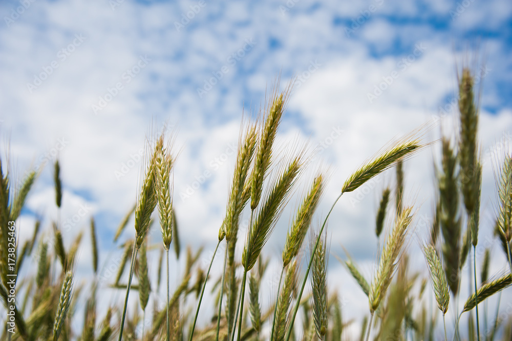 Gold wheat field Gold wheat field