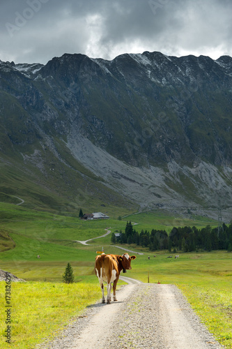 Braunvieh auf unbefestigter Strasse im Entlebuch  Schweizer Alpen