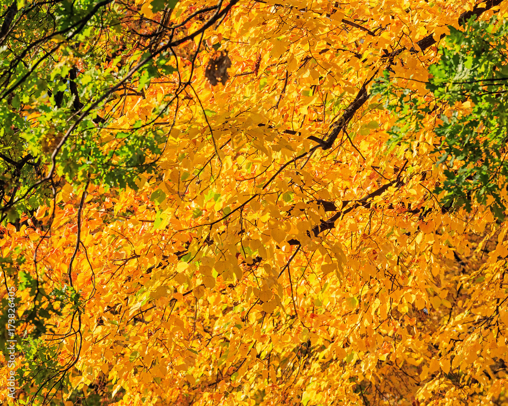 Sunlit yellow leaves in autumn, shallow depth of field picture taken at the end of September in the Lindenhof park in the city of Zurich, Switzerland Sunlit yellow leaves in autumn, shallow depth of field picture taken at the end of September in the Lindenhof park in the city of Zurich, Switzerland