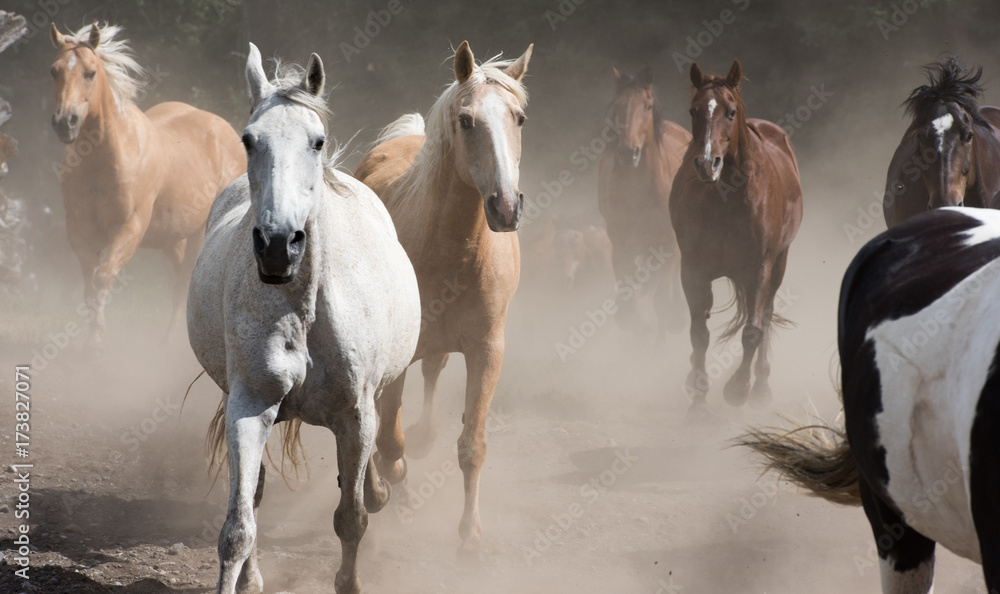 Stampede Stampede