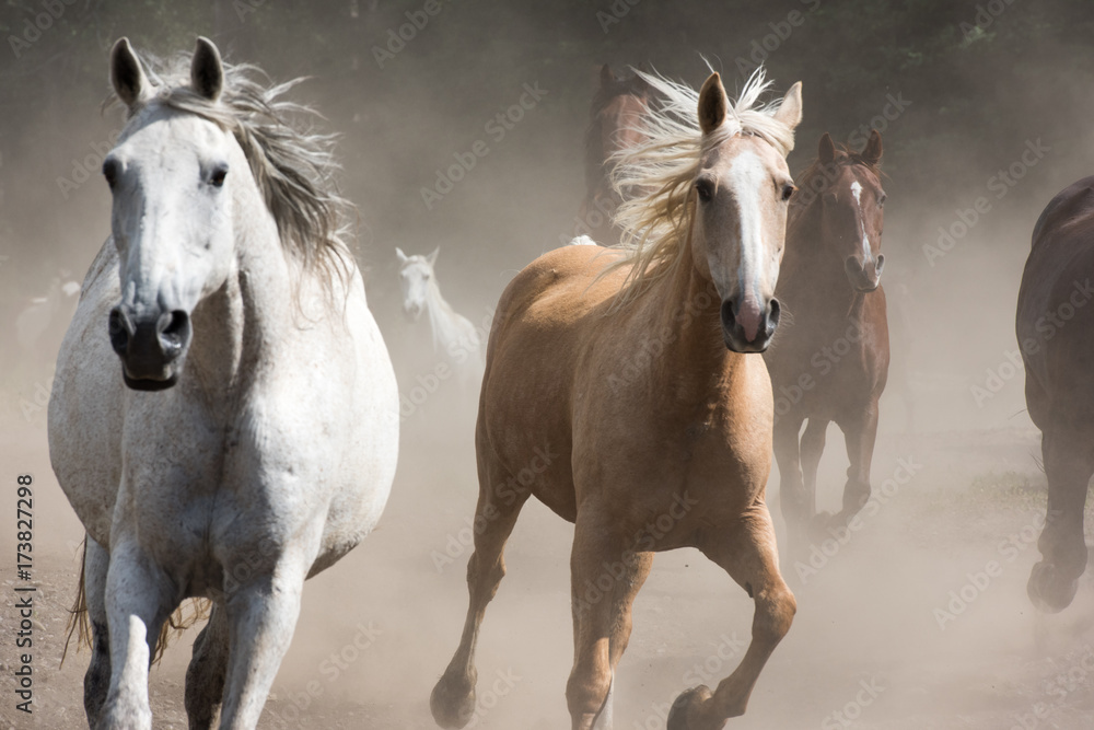 Obraz premium Horse Stampede