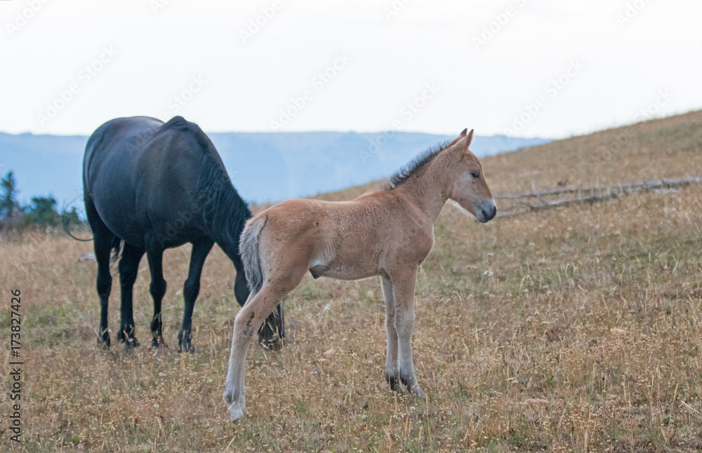 Obraz premium Baby Foal Colt Wild Horse Mustang with his mother in the Pryor Mountains Wild Horse Range on the border of Wyoming and Montana United States