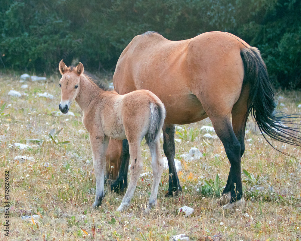 Baby Foal Colt Wild Horse Mustang with his buckskin bay mother in the Pryor Mountains Wild Horse Range on the border of Wyoming and Montana United States Baby Foal Colt Wild Horse Mustang with his buckskin bay mother in the Pryor Mountains Wild Horse Range on the border of Wyoming and Montana United States