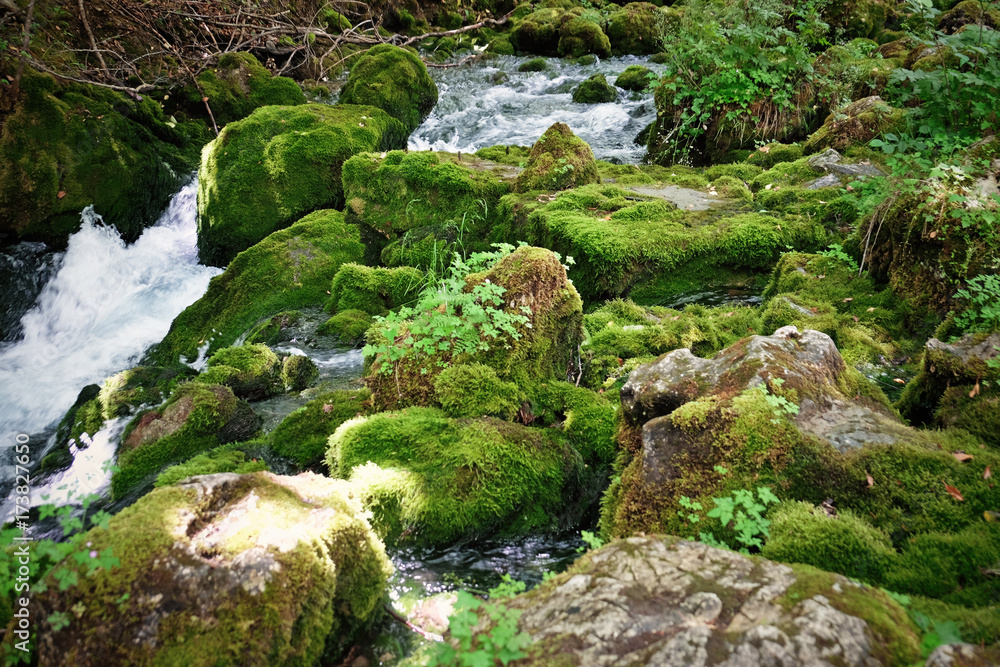 Stream flowing through rocky path in forest Stream flowing through rocky path in forest