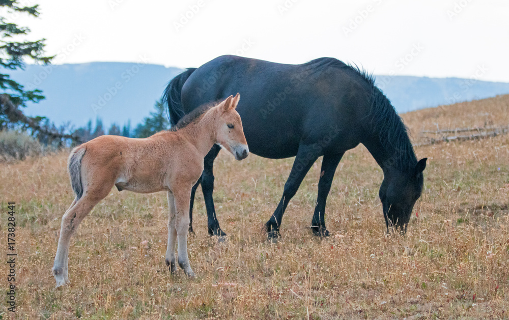 baby black horses