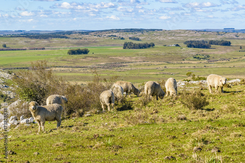Sheeps at Countryside, Maldonado, Uruguay