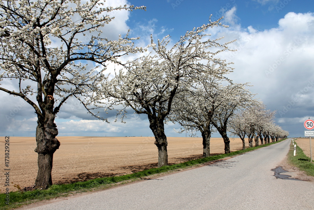 Allee mit blühenden Kirschbäumen Allee mit blühenden Kirschbäumen