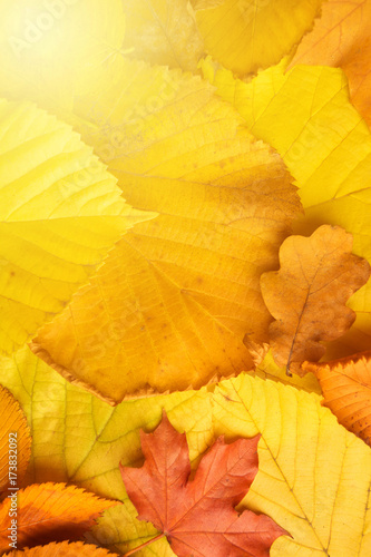 Yellow autumn leaves texture background