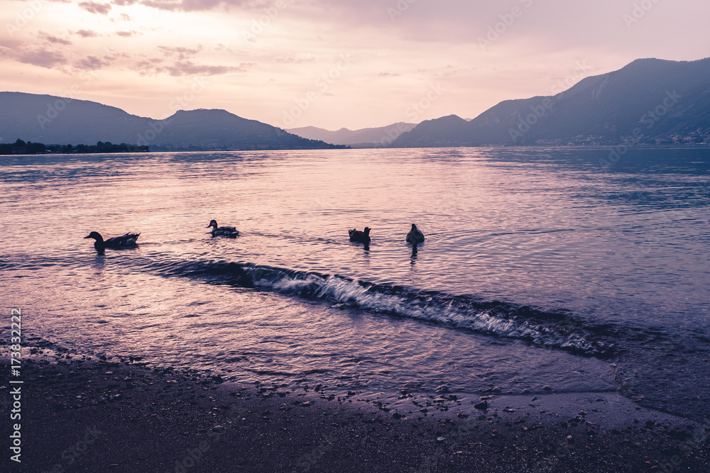 Sunset on the lake of Iseo with four ducks