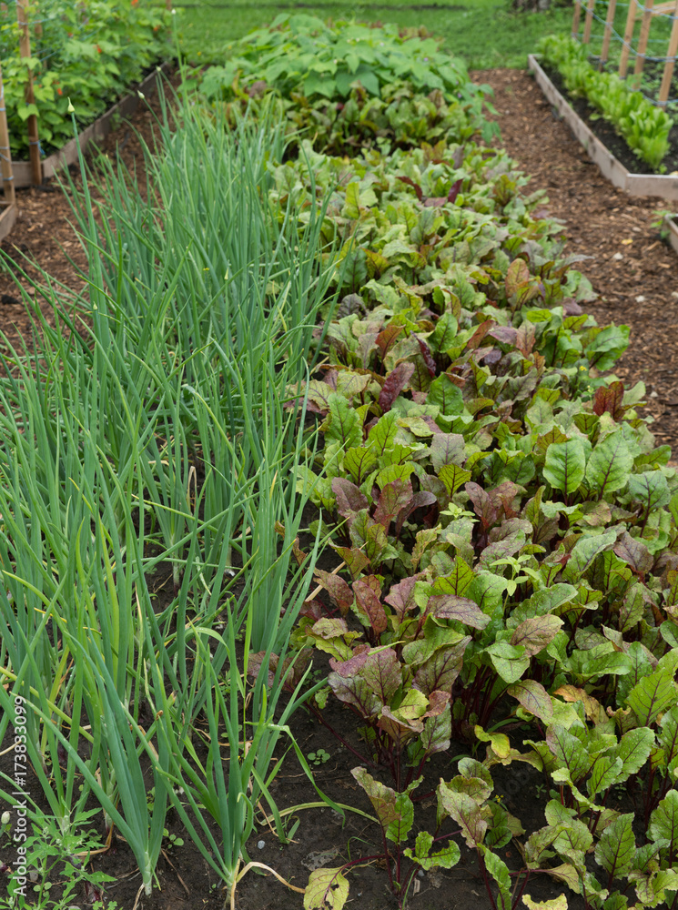 Vegetable garden beds in home garden Vegetable garden beds in home garden
