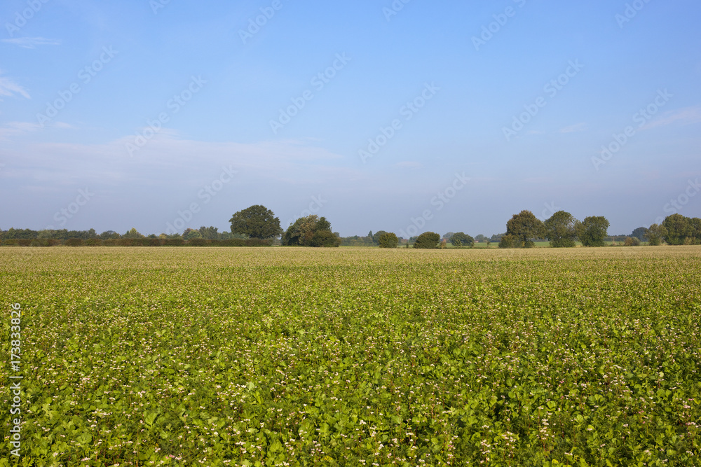 green manure crop