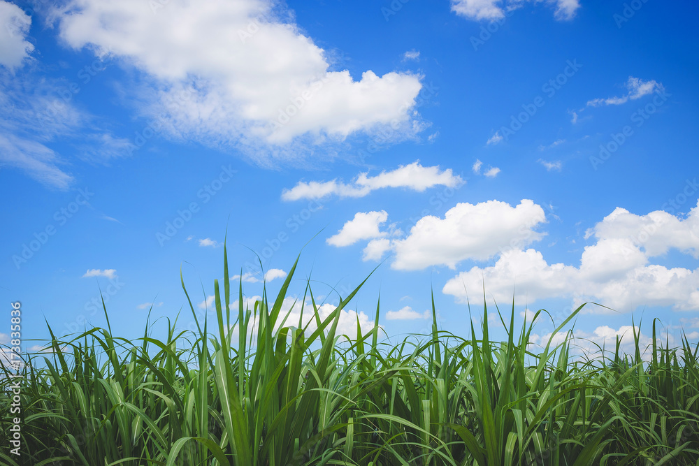 Green Corn field and blue sky with white clouds Green Corn field and blue sky with white clouds