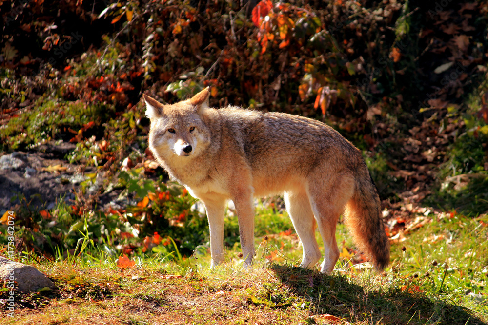 Obraz premium Coyote - Parc Omega