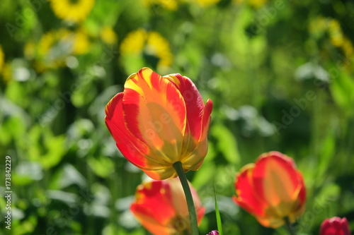 Tulip on a flower-bed in front of a green grass