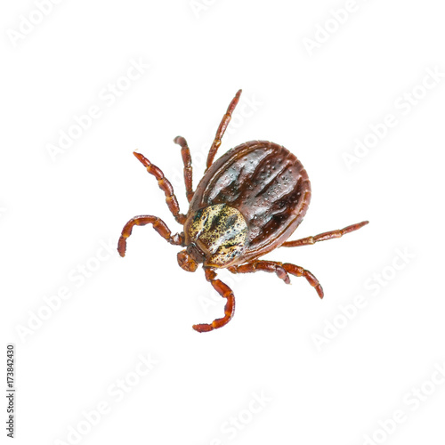 Encephalitis or Lyme Virus Infected Tick Arachnid Insect Isolated on White