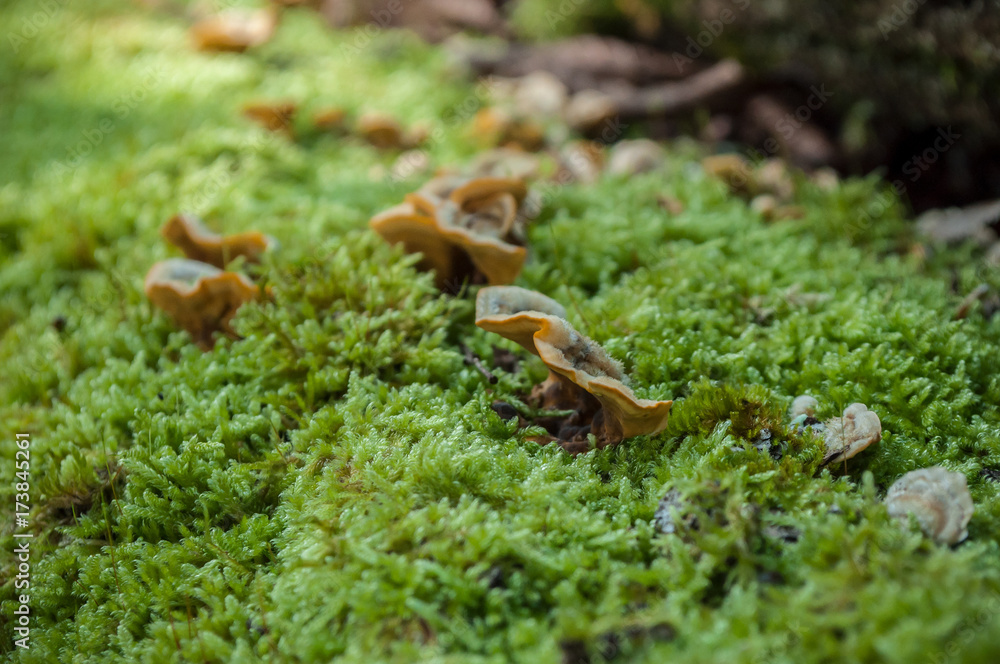 Fototapeta premium mousse et champignons en forêt