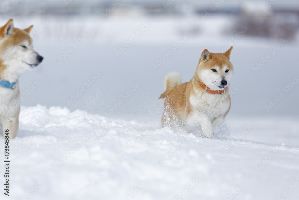 冬の柴犬