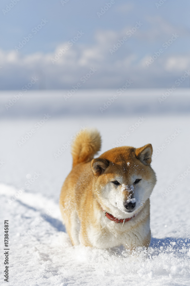 冬の柴犬