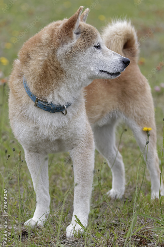 野原で遊ぶ柴犬