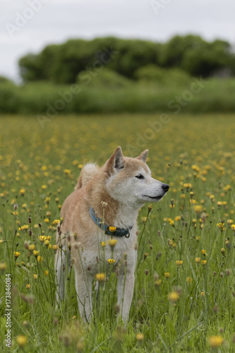 野原で遊ぶ柴犬