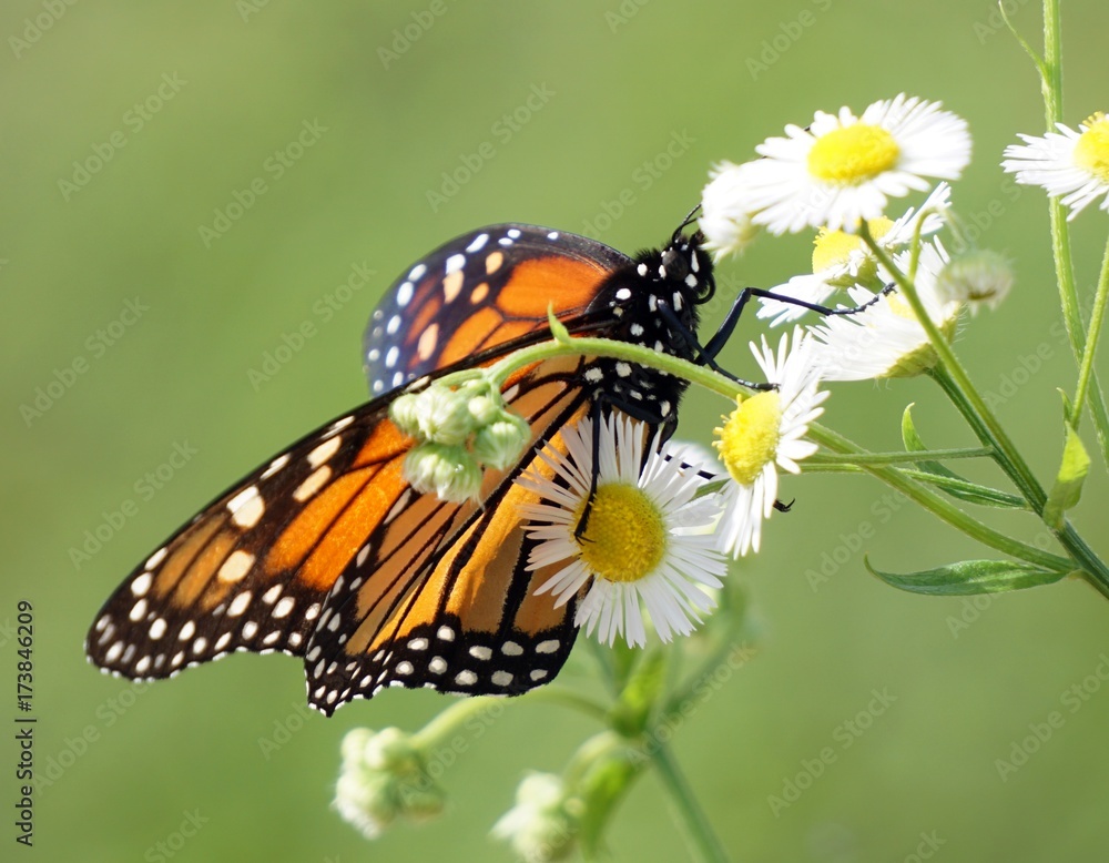 Obraz premium Monarch Butterfly (Danaus plexippus)