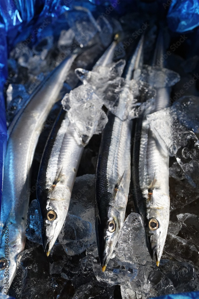 Obraz premium 秋の秋刀魚