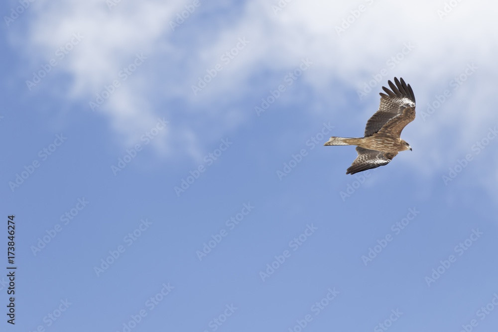 Obraz premium 空を飛ぶ鳶