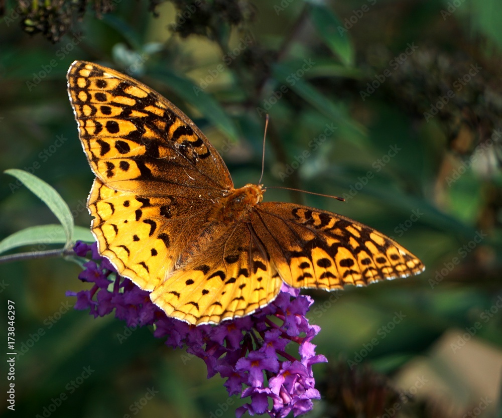 Fototapeta premium Great Spangled Fritillary Butterfly (Speyeria cybele)