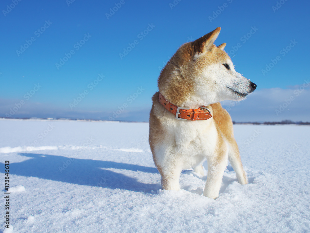 Fototapeta premium 雪原で遊ぶ柴犬