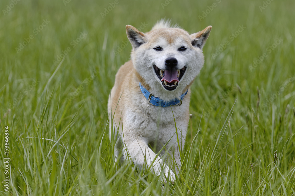 野原で遊ぶ柴犬