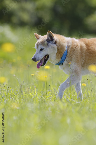 野原で遊ぶ柴犬 