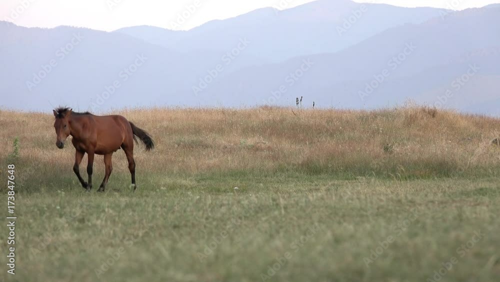 Wild horse grazing at grass meadow on high mountain altitude Wild horse grazing at grass meadow on high mountain altitude