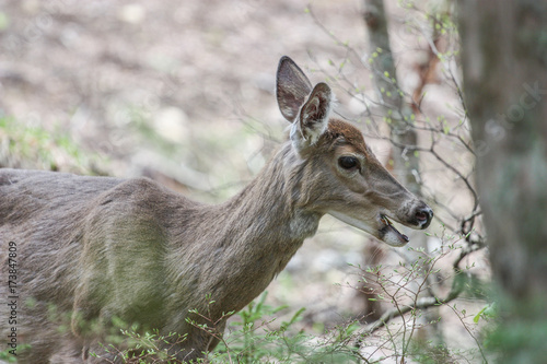 wild deer in mont tremblant  quebec  canada