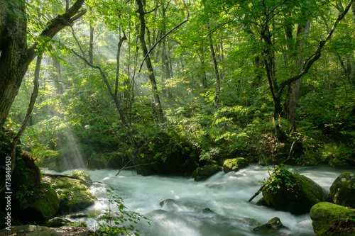 fantasy forest of a national park