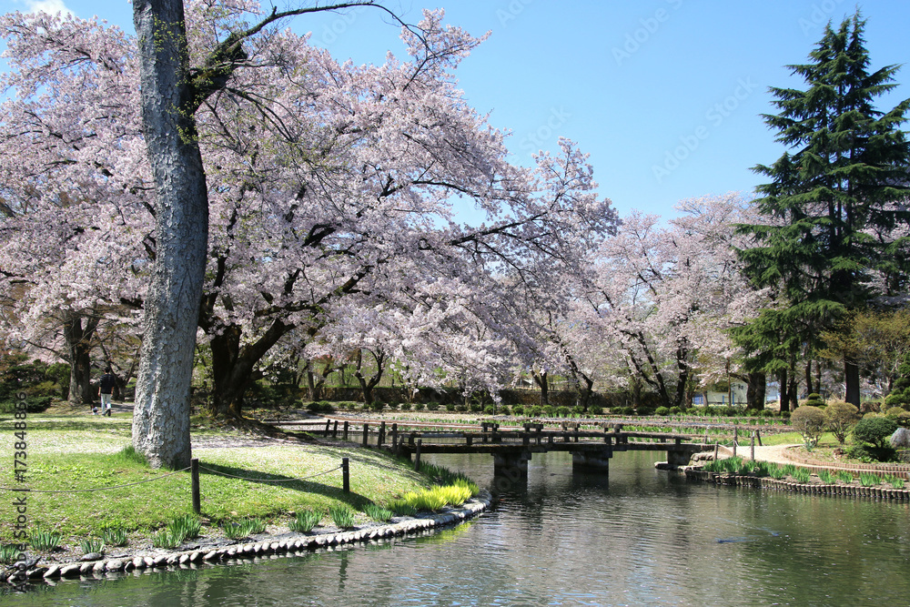 伊佐須美神社の桜（会津美里町）