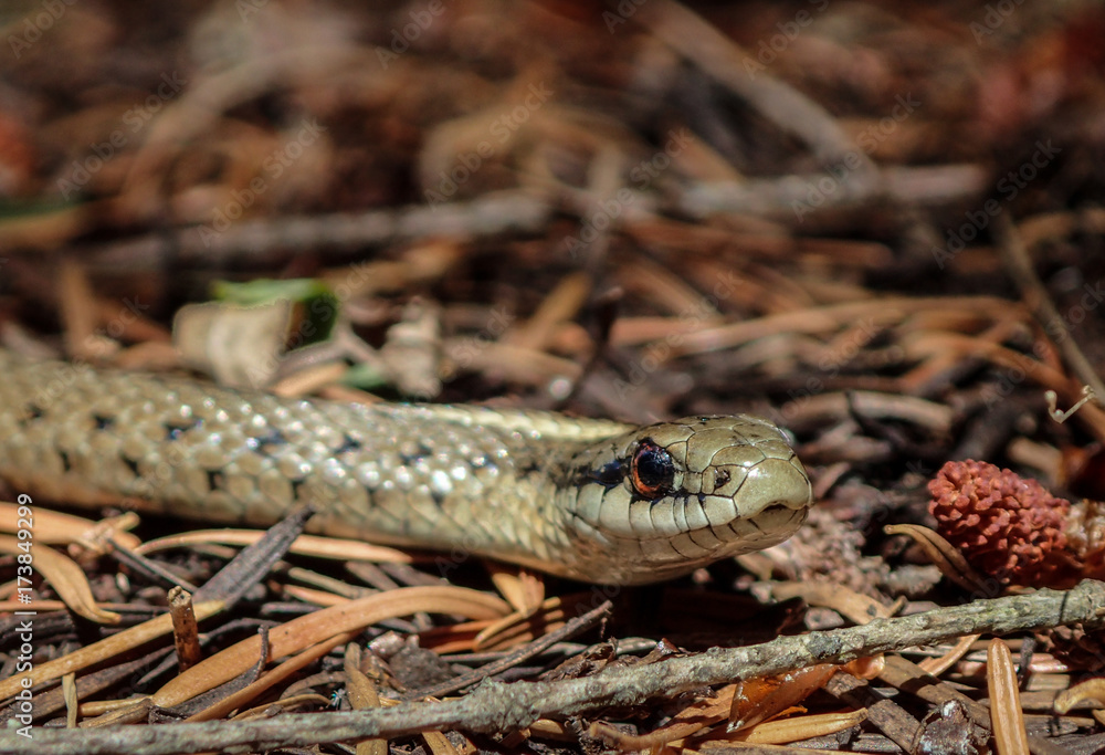 Garter Snake. Garter Snake.