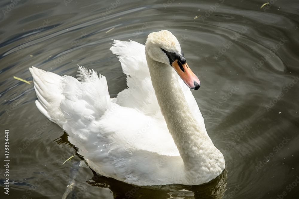 Naklejka premium Swan 