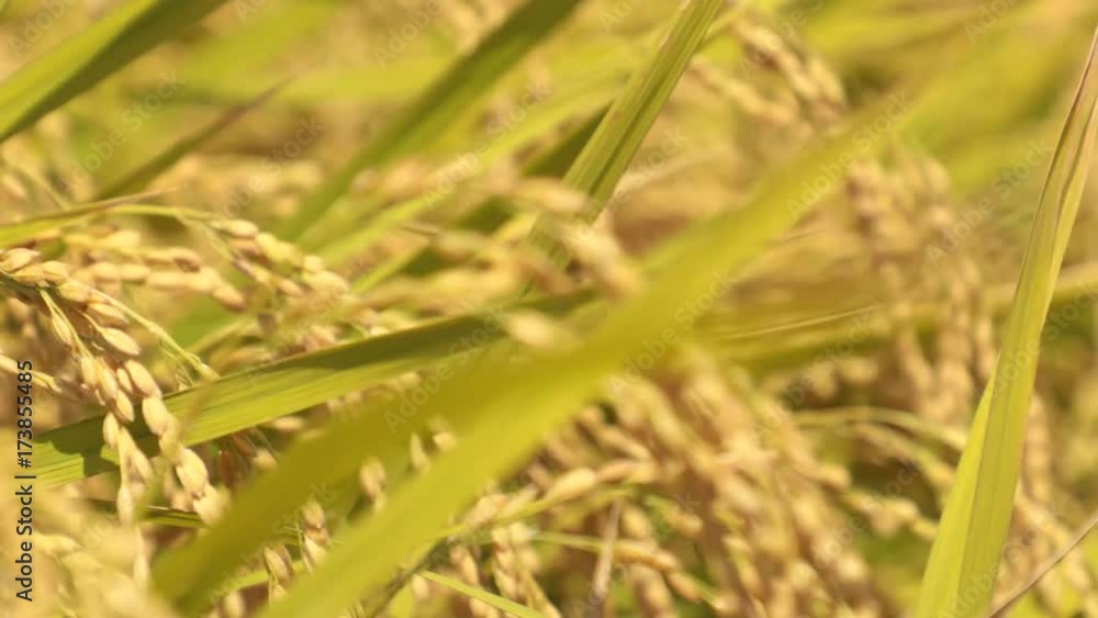 日本の秋、稲穂の動画④