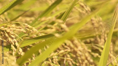 Wallpaper Mural 日本の秋、稲穂の動画④ Torontodigital.ca