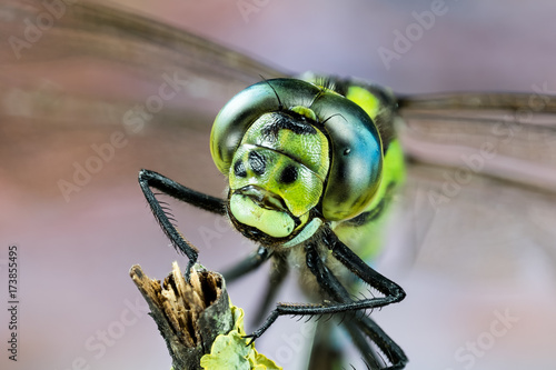 Focus Stacking - Blue Hawker, Southern Hawker, Common Hawker, Dragonfly, Hawker Dragonfly © Maciej Olszewski