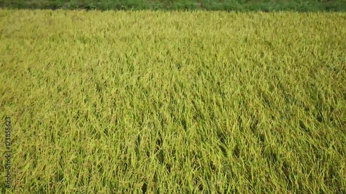 Wallpaper Mural ドローンで稲穂の上空を撮影④ Torontodigital.ca