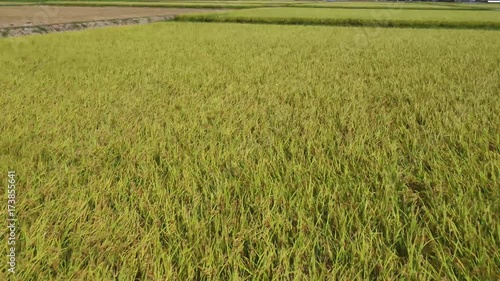 Wallpaper Mural ドローンで稲穂の上空を撮影③ Torontodigital.ca