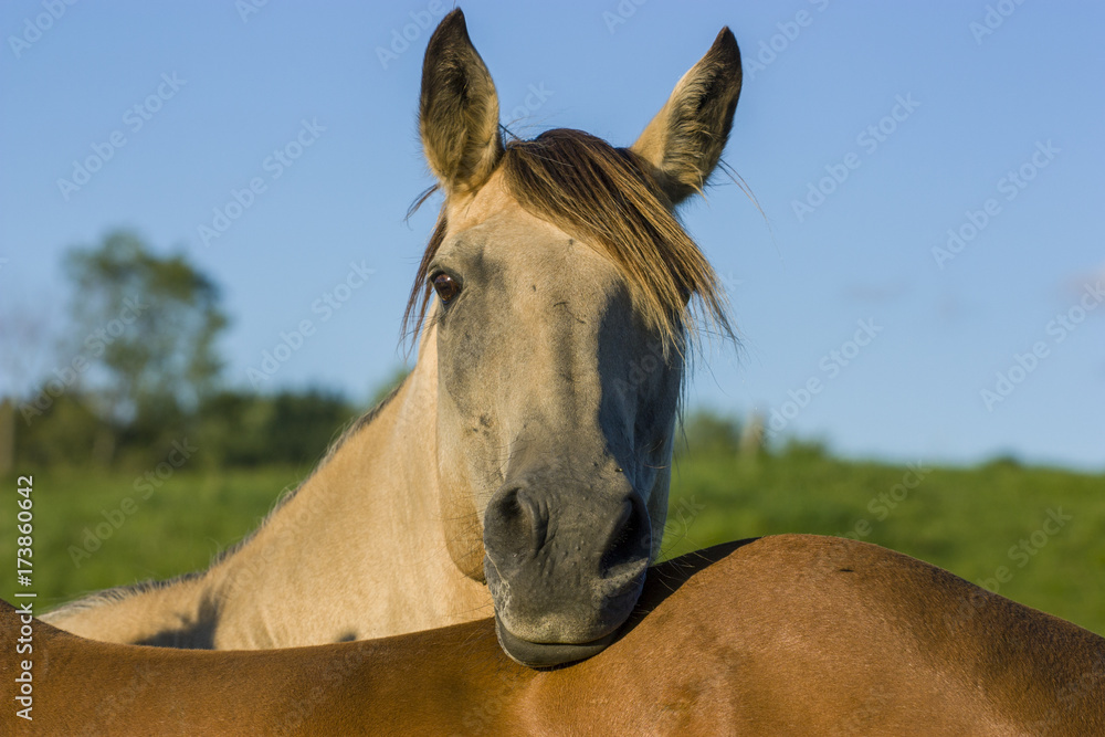 Fototapeta premium white horse with blue sky