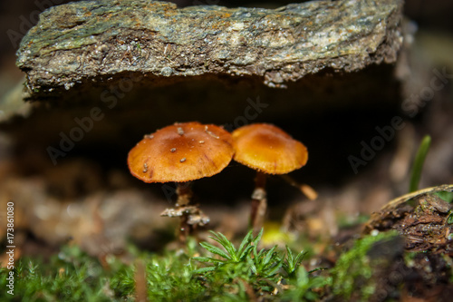 2 mushrooms under a piece of wood in the wild